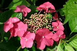 Hydrangea Zaunkonig Perth Wa Online Garden Centre