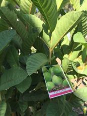 indian guava