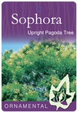 Upright Pagoda Tree Foliage Label