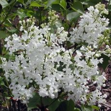 lilac betsy ross