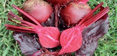 Beetroot Bull's Blood