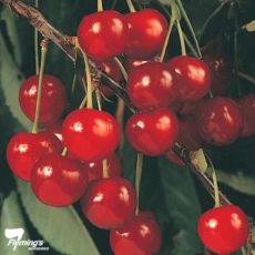 morello cherry
