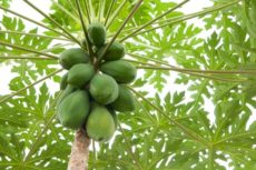 Papaya tree (paw paw) with lots of fruit