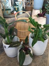 philodendron