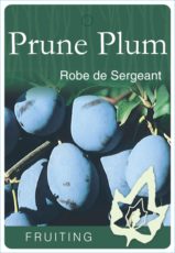 Plum (Prune) - Robe de Sergeant