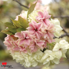 Prunus - Flowering Cherry 'Ukon'
