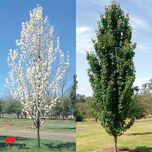 What are some pear tree varieties?