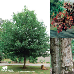 Quercus Red Oak