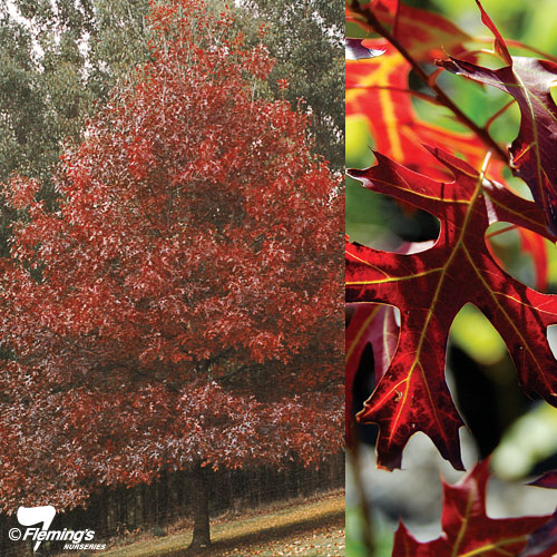 Scarlet Oak Tree