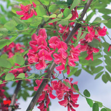 Robinia "Purple Robe"