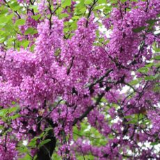 Cercis Showgirl