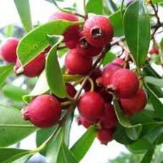 strawberry guava