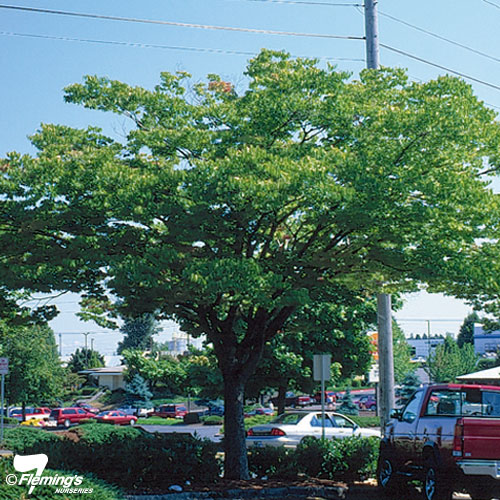 Zelkova Japanese Elm Wireless Perth Wa Online Garden Centre